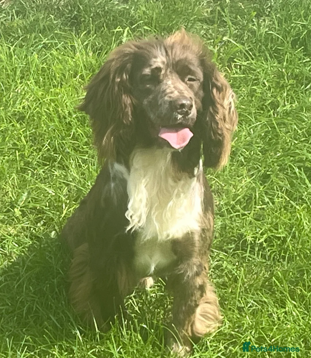 Cocker Spaniel dogs for stud: MERLE cocker spaniel at stud  in Rowlands Gill - Advert 7