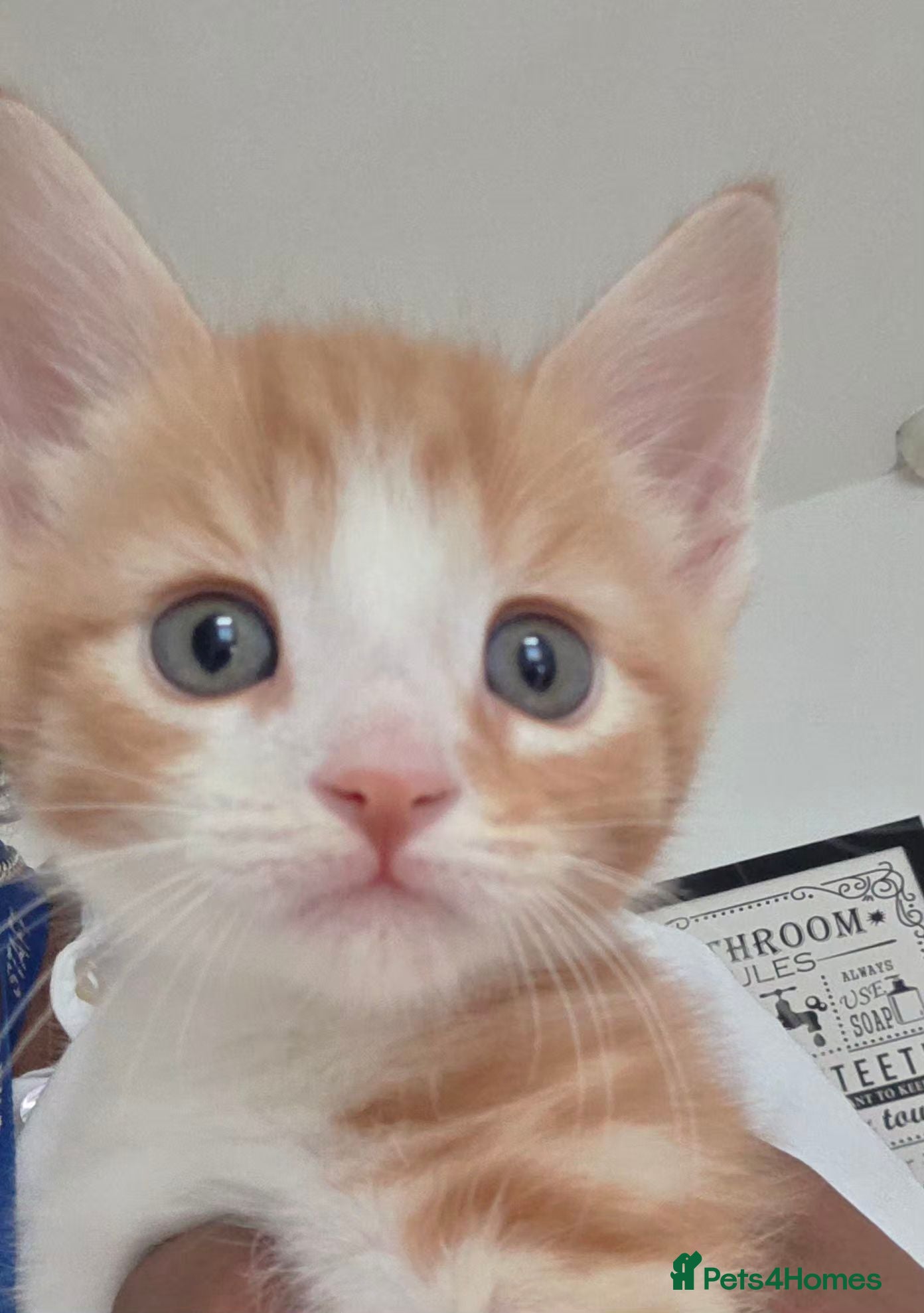 Mixed Breed cats Two boys looking for a forever home. - Advert 9