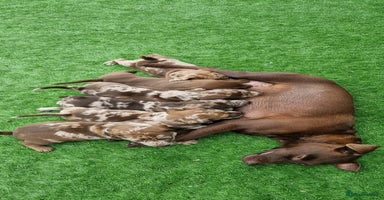 Mixed Breed dogs - Advert 15