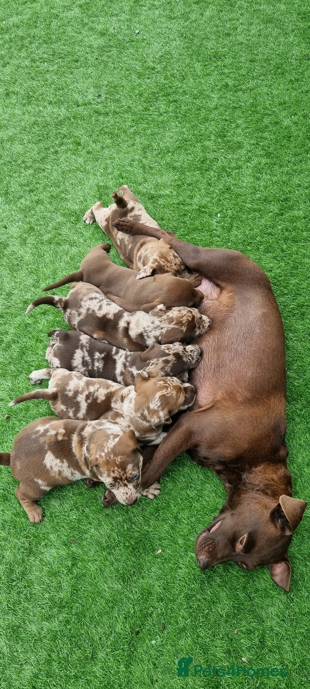 Mixed Breed dogs for sale: Patterdale cross minature daschound  - Image 3