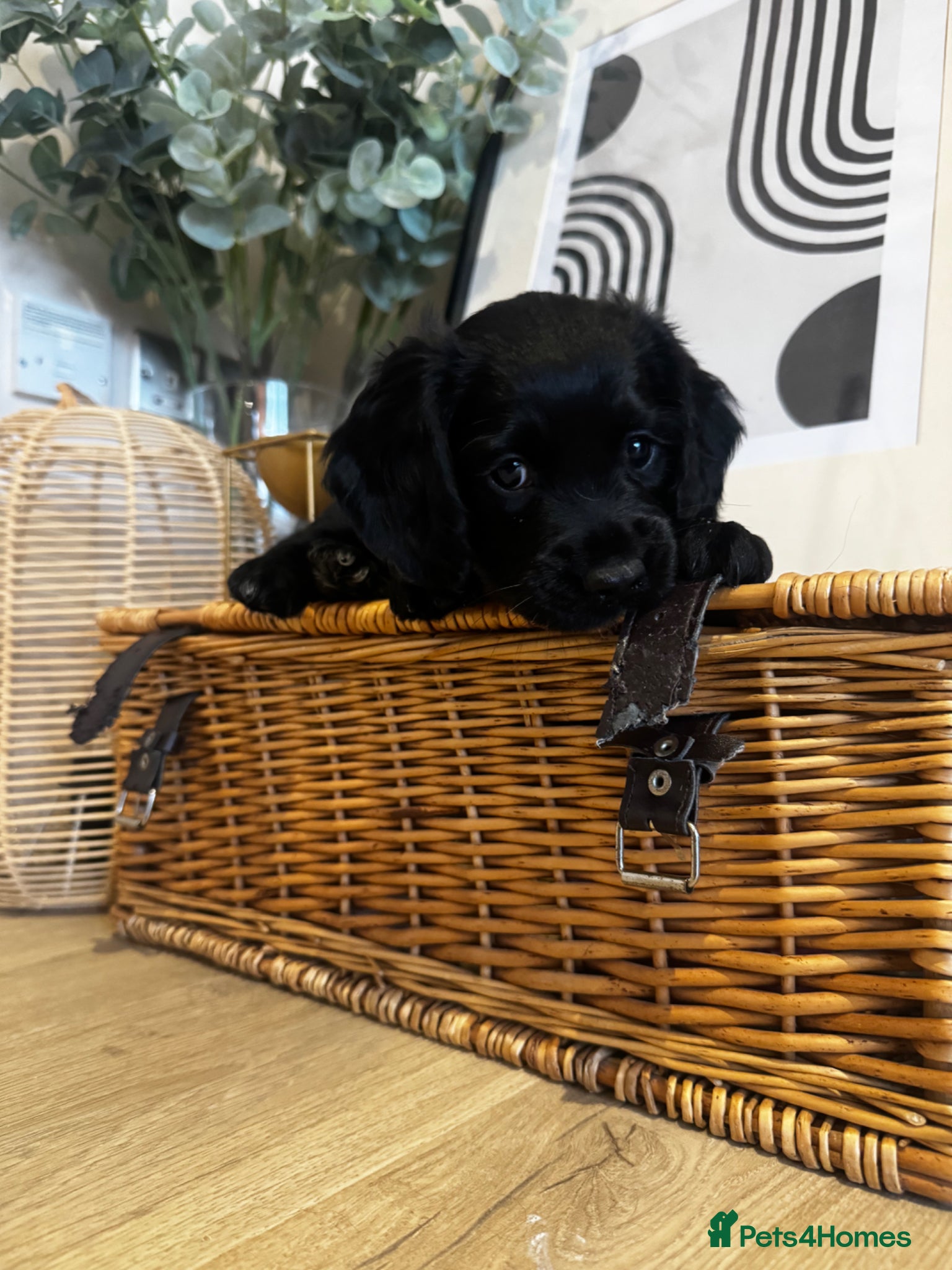 Cocker Spaniel dogs Cocker Spaniel Puppies – Ready for Loving Homes - Advert 15