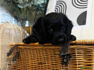 Cocker Spaniel dogs Cocker Spaniel Puppies – Ready for Loving Homes - Advert 15