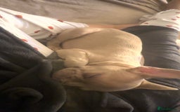 French Bulldog dogs for sale: Daisy - Advert 4