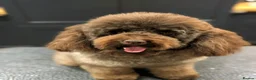 Cockapoo dogs for sale: Stunning F1B little girls looking for 5 star homes in Coventry - Advert 3