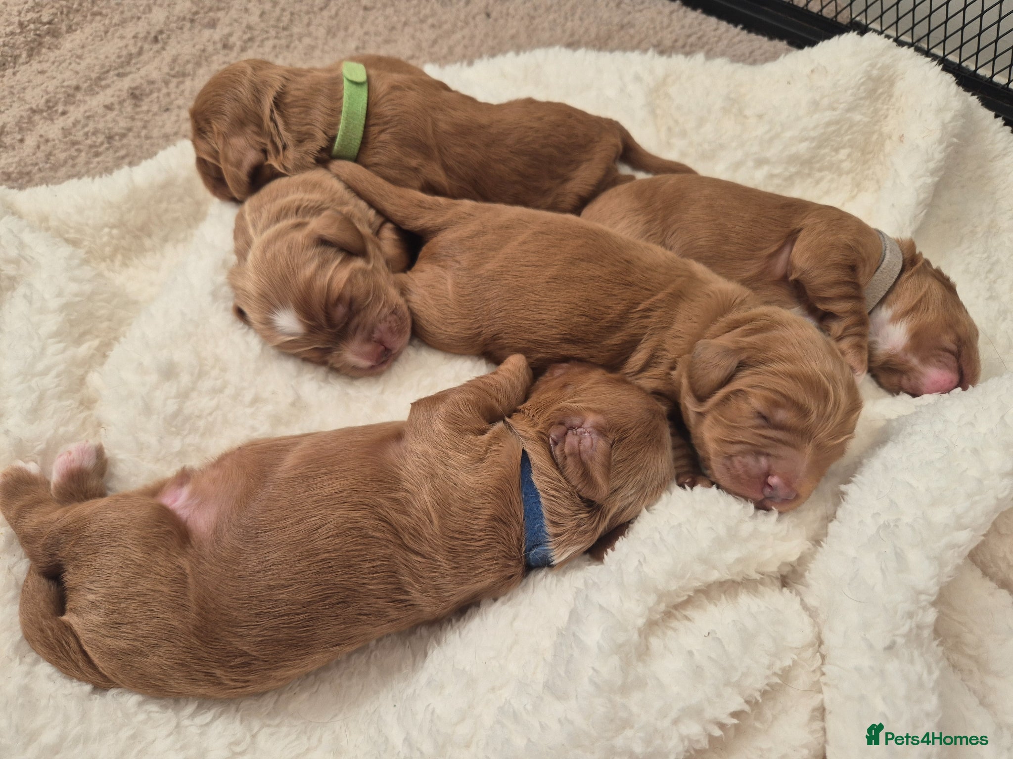 Cockapoo dogs Beautiful F1 cockapoos - 3 reserved! - Advert 10