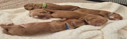 Cockapoo dogs for sale: Beautiful F1 cockapoos - 4 reserved! - Advert 6