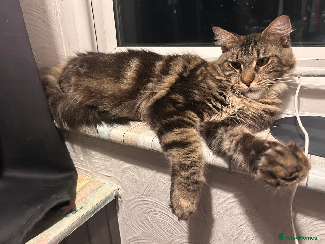 Maine Coon cats for sale: Maine coon female - Advert 5