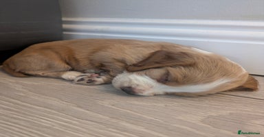Cocker Spaniel dogs - Advert 4