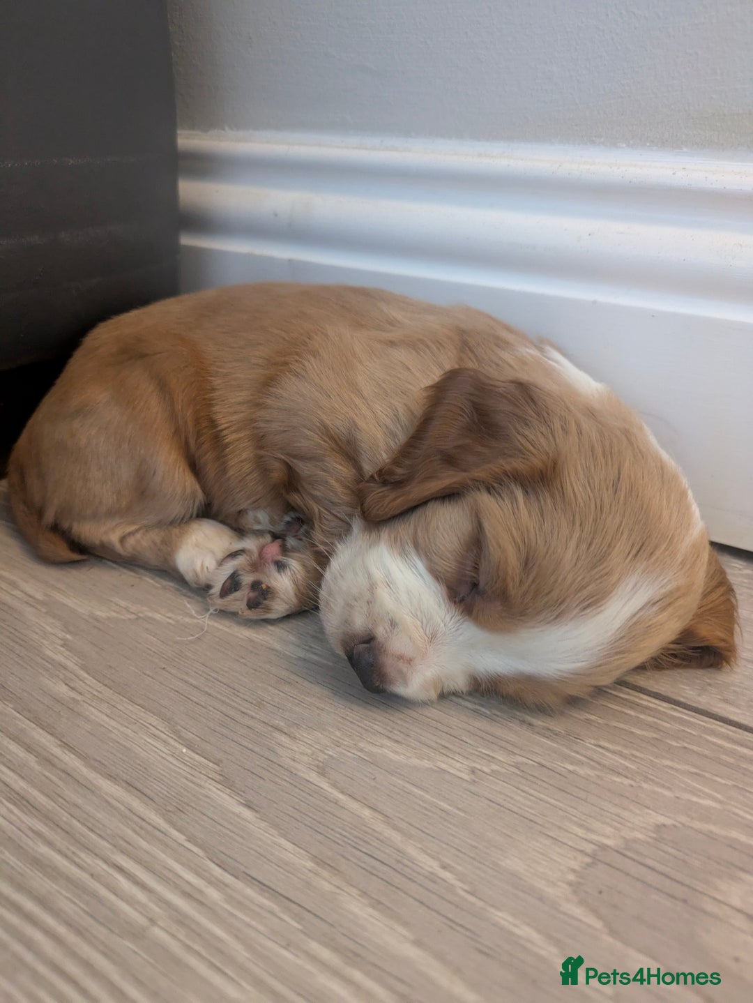 Cocker Spaniel dogs for sale: kc cocker spaniels registered pups - Image 2