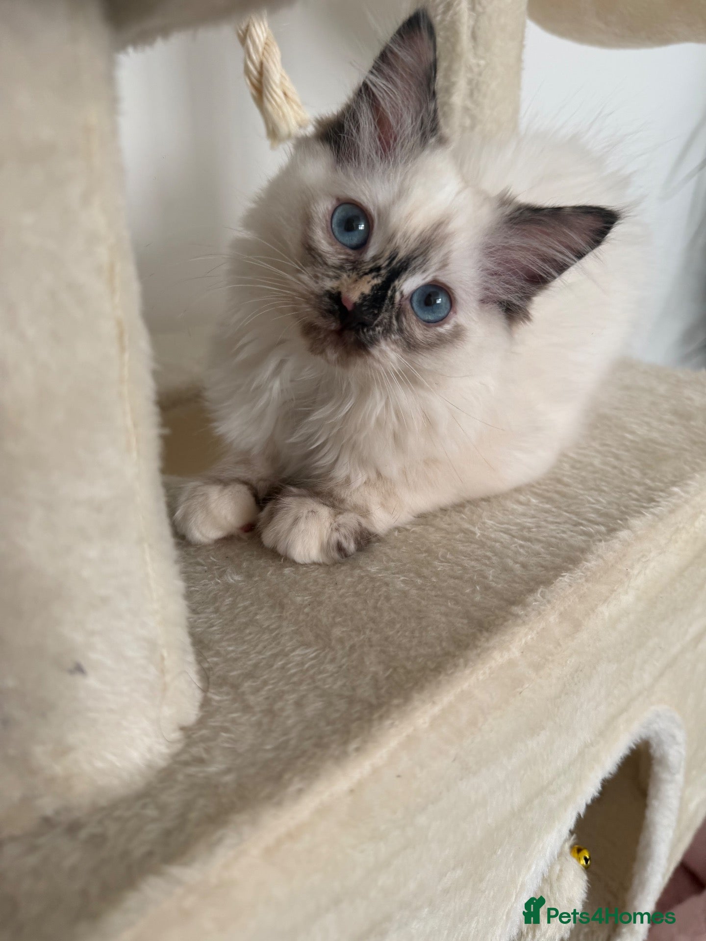 Ragdoll cats 14 week old ragdoll  - Advert 4