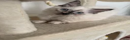 Ragdoll cats for sale: 14 week old ragdoll  in Nottingham - Advert 1