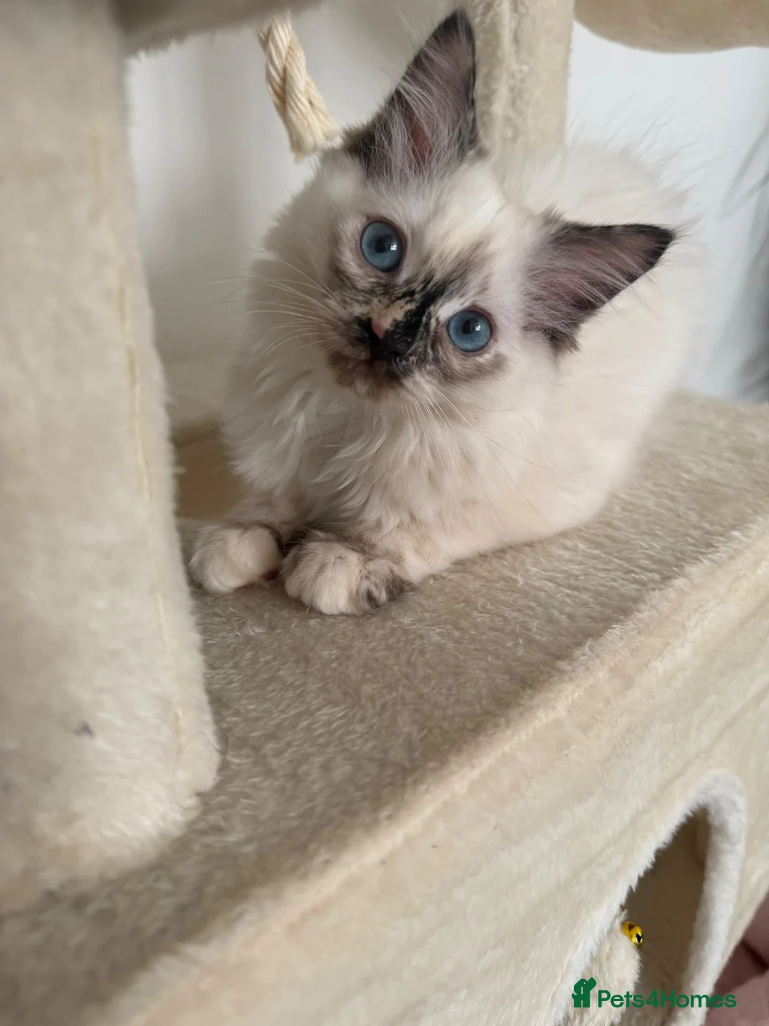 Ragdoll cats for sale: 14 week old ragdoll  in Nottingham - Advert 1