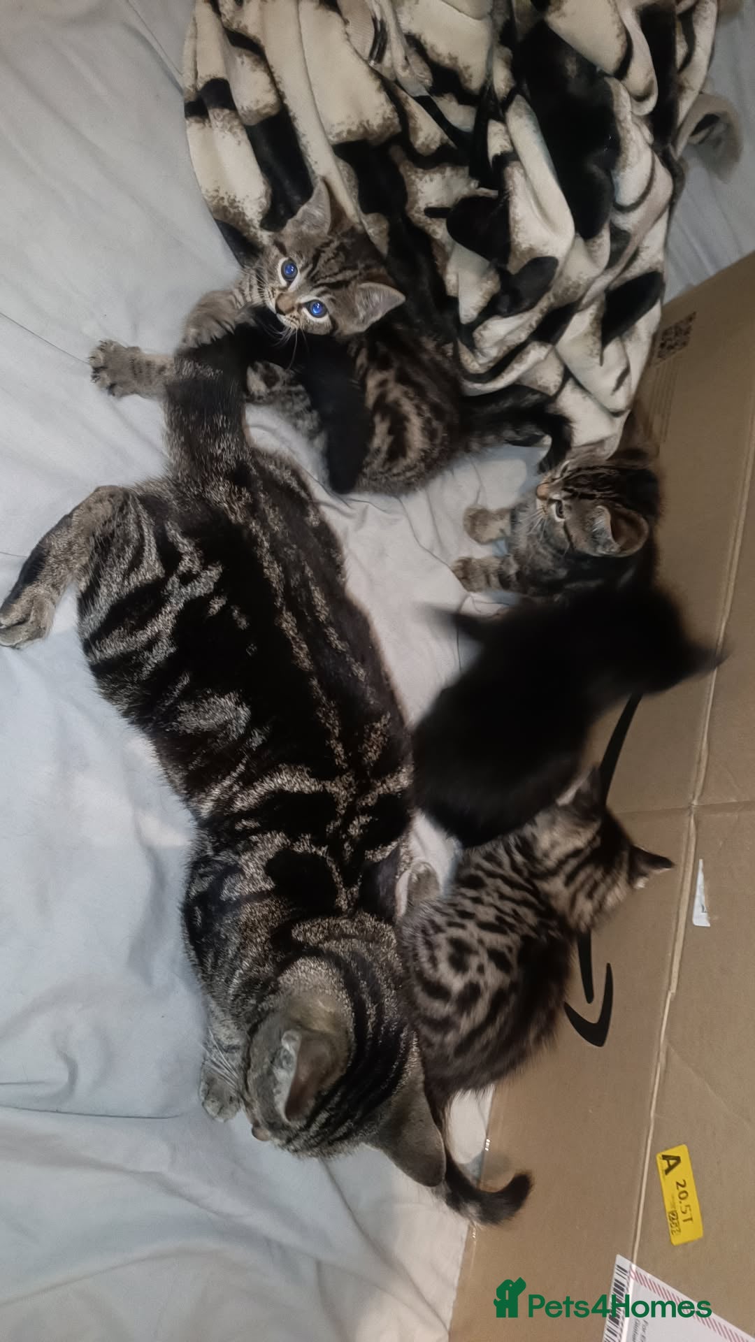 Bengal cats for sale: Kittens 7 weeks for sale  - Image 7