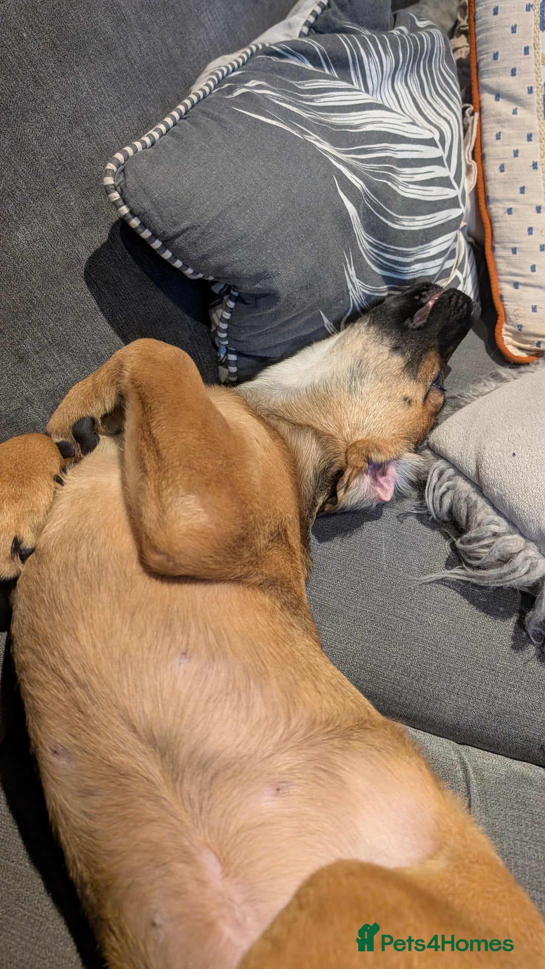 Mixed Breed dogs for sale: Dutch shepherd cross  - Advert 4