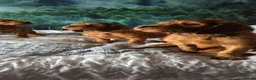 Irish Setter dogs for sale: KC Registered Beautiful Irish Setter Puppies  - Advert 13