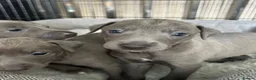 Italian Greyhound dogs for sale: Grey italian greyhound puppies - Advert 7