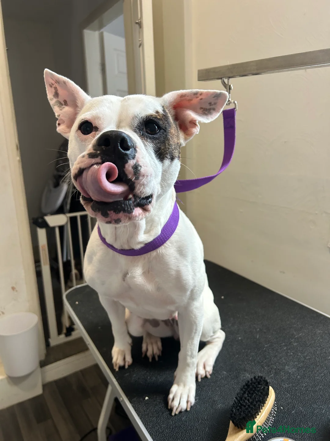 Mixed Breed dogs for sale: 7 gorgeous American Bulldog x Springer Spaniel - Advert 9