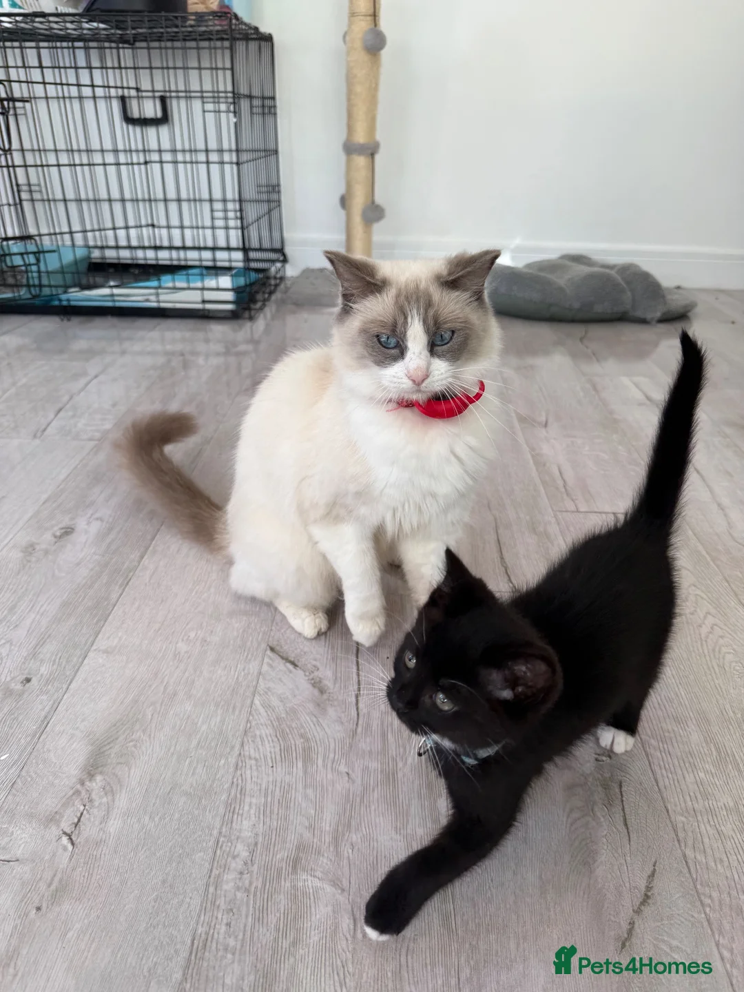Mixed Breed cats for sale: Ragdoll mixed - Advert 1