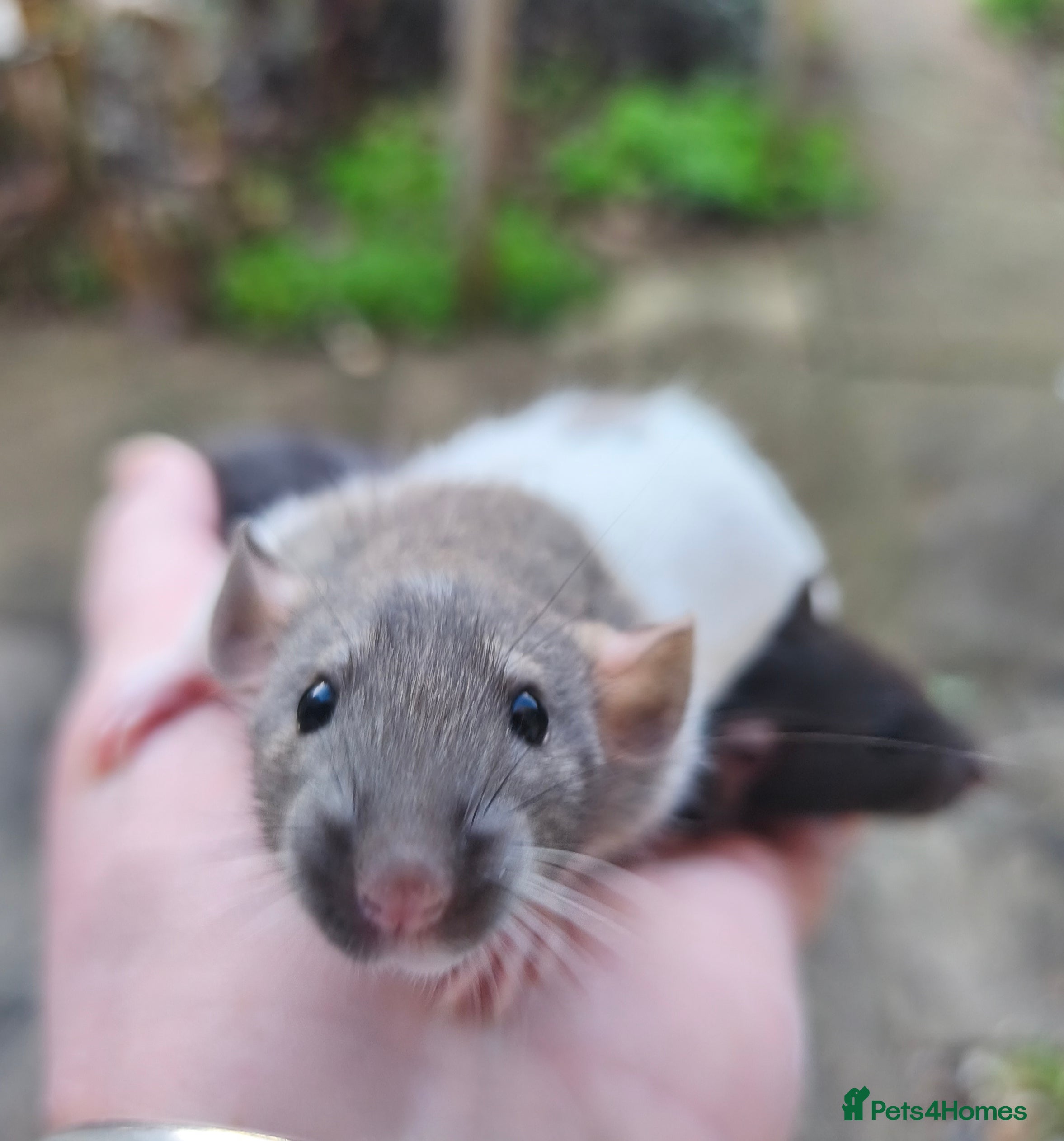 Rat rodents Beautiful male and female Dumbo rats - Advert 12