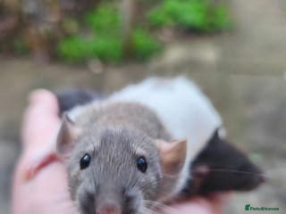 Rat rodents Beautiful Dumbo rats ready 2nd January - Advert 11