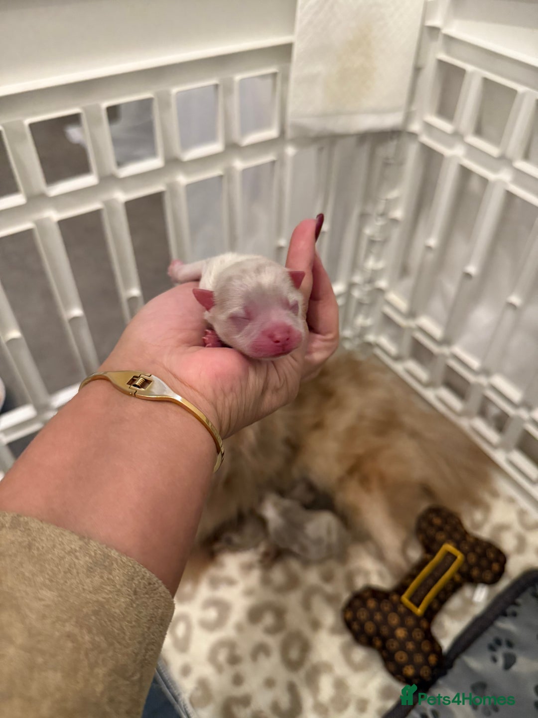 Pomeranian dogs for sale: Small & Fluffy Pomeranian Puppies Ready to Reserve - Advert 14