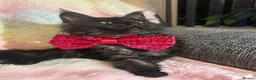 Maine Coon cats for sale: CHAMPION LINES TICA ACTIVE MAINE COONS  - Advert 14