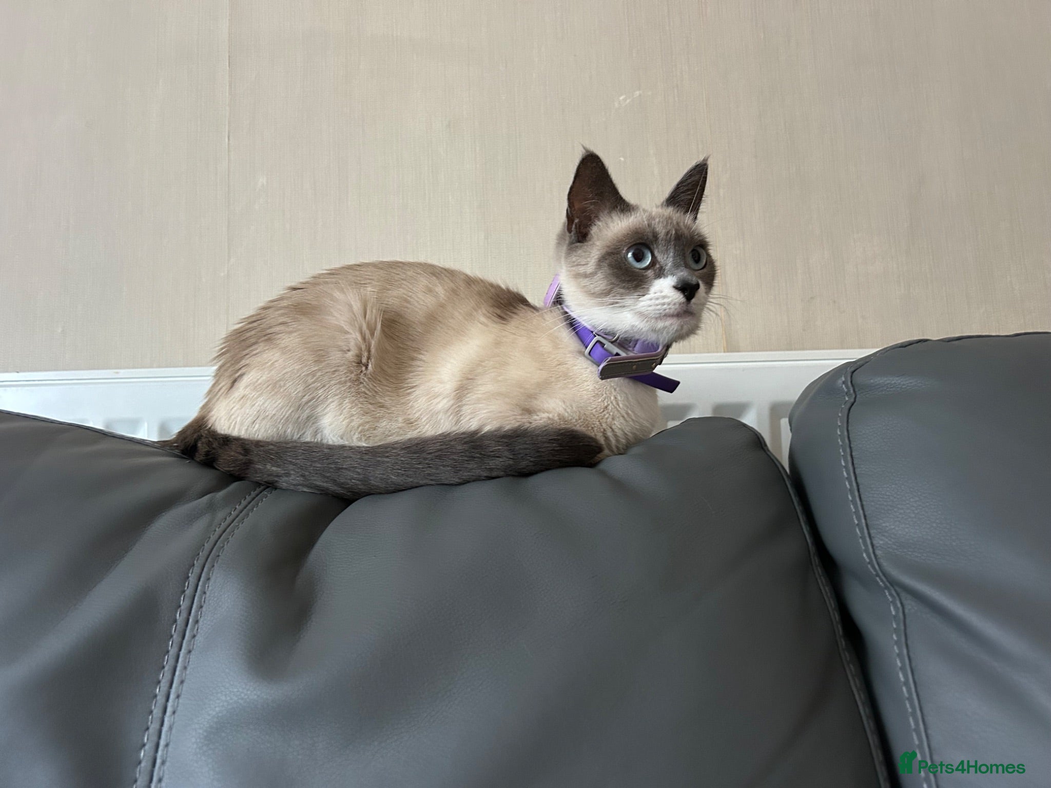 Mixed Breed cats Siamese cross kittens - Advert 2