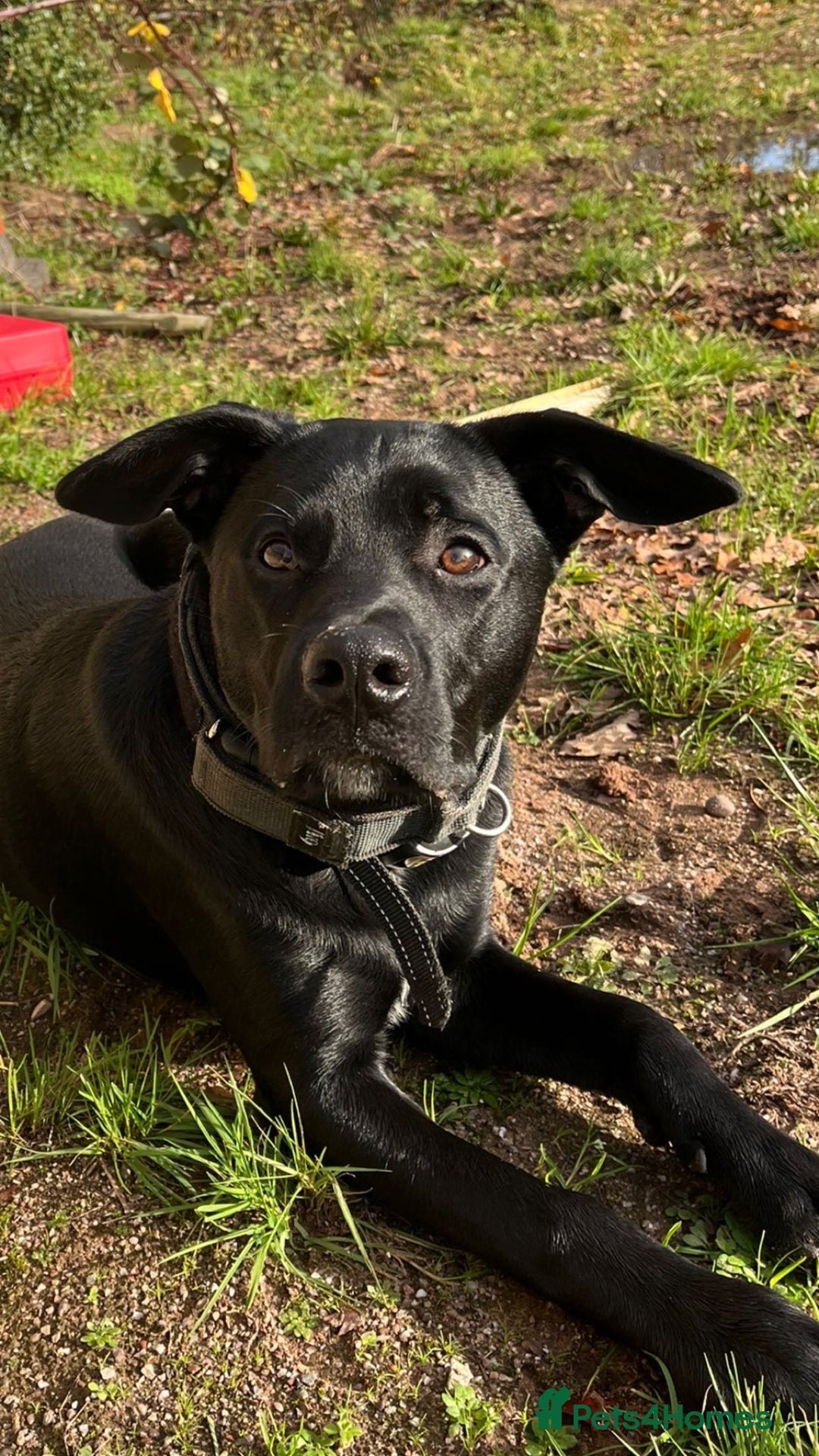 Mixed Breed dogs for stud: Dog for stud - Advert 4