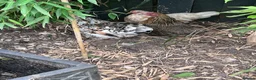 Chickens poultry for sale: 3 Sablepoot Chickens for Sale - Advert 3