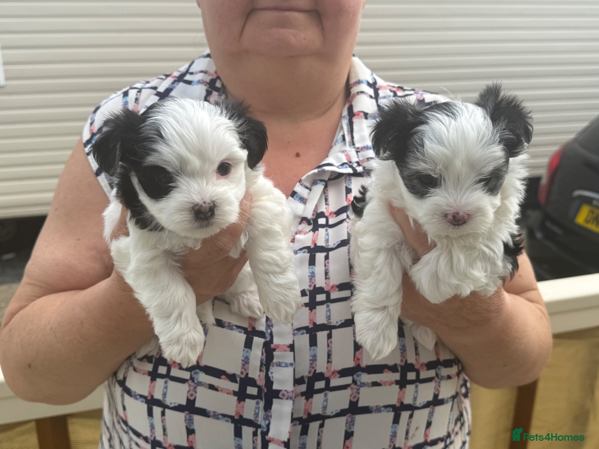 Morkie dogs Mini Morkies - Advert 1