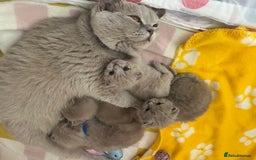 British Shorthair cats for sale: Gorgeous British Shorthair Kittens - Image 8