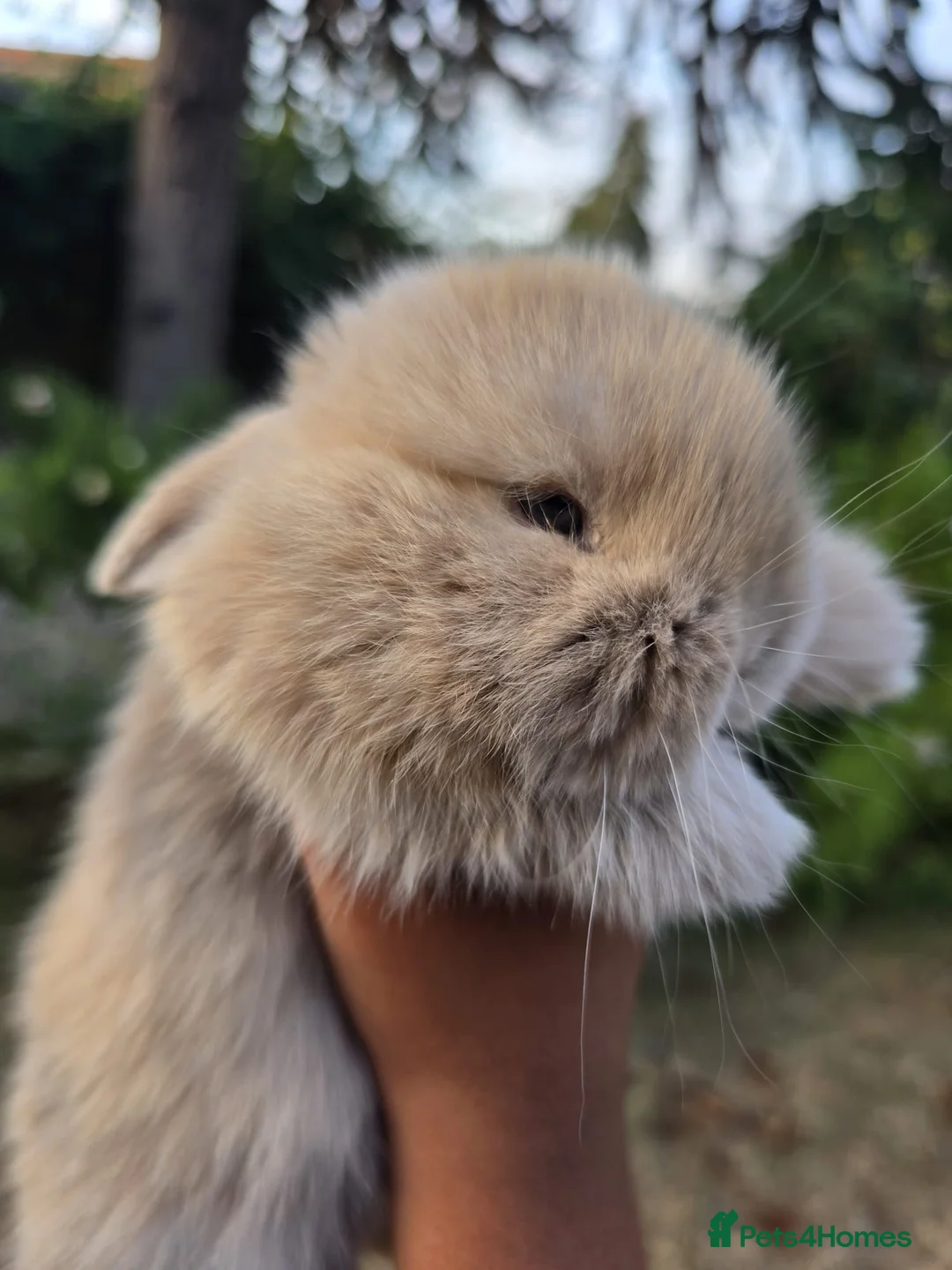 Mini Lop rabbits for sale: 3 Cute Baby Mini Lop Babies  - Advert 2