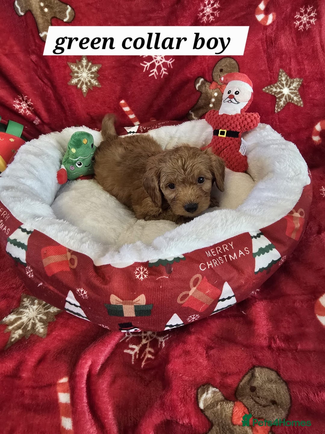 Cockapoo dogs for sale: F1 cockerpoo puppies  - Advert 4