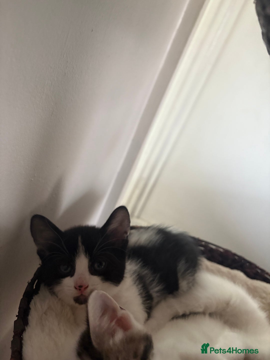 Mixed Breed cats for sale: Beautiful mixed breed kittens - Image 32