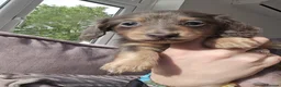 Miniature Dachshund dogs for sale: Stunning miniature dachshund boys in Grays - Advert 8