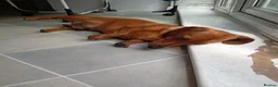 Miniature Dachshund dogs for sale: * tan miniature daschaund *  - Advert 11