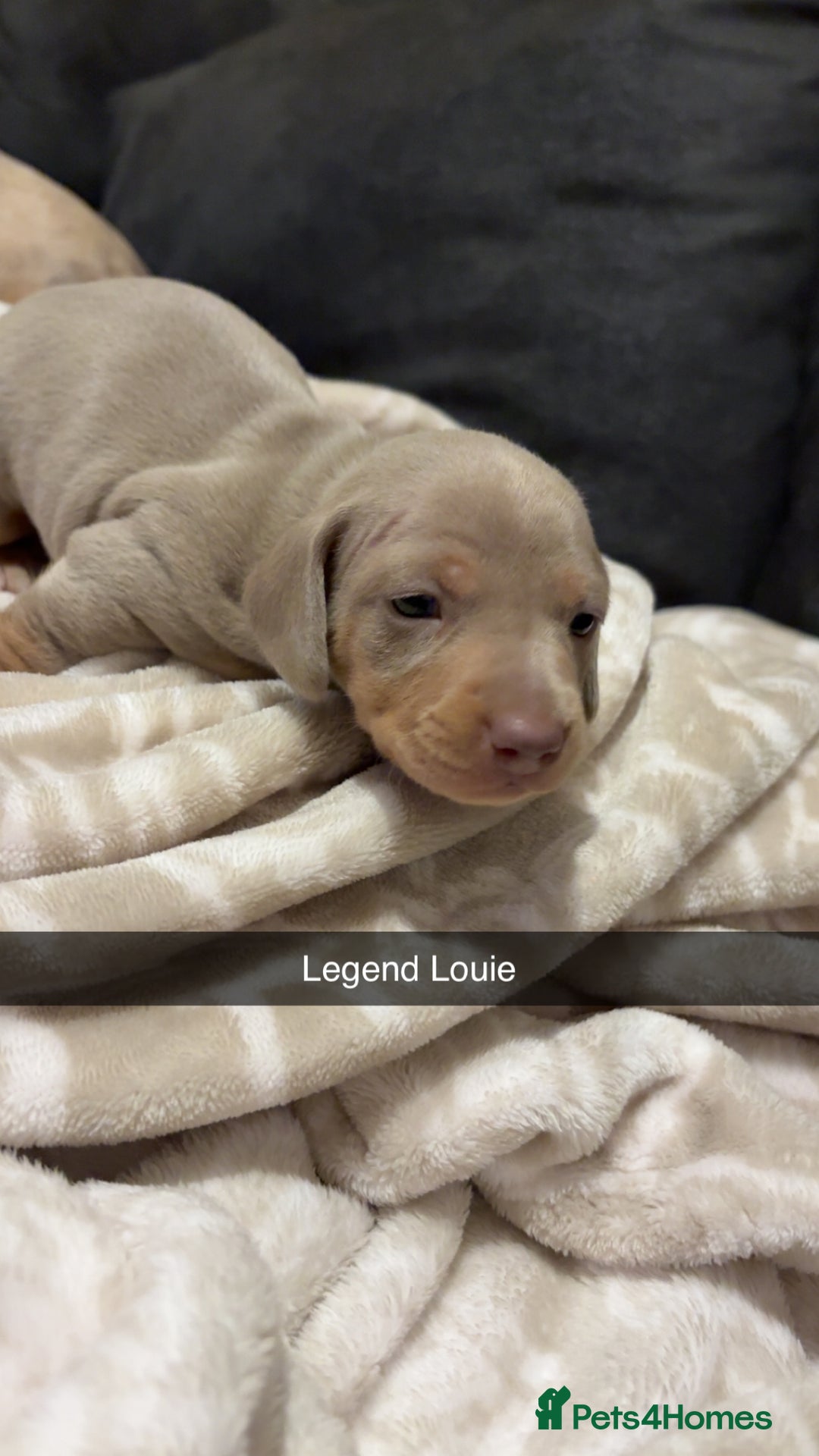 Miniature Dachshund dogs for sale: 3x miniature boy dachshunds  - Advert 6