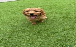 Cavapoo dogs for sale: Cavapoo Puppy - Image 2