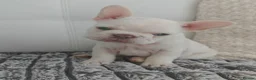 French Bulldog dogs for sale: Beautiful French Bulldog Puppies – Loving  Homes in Watford - Advert 12