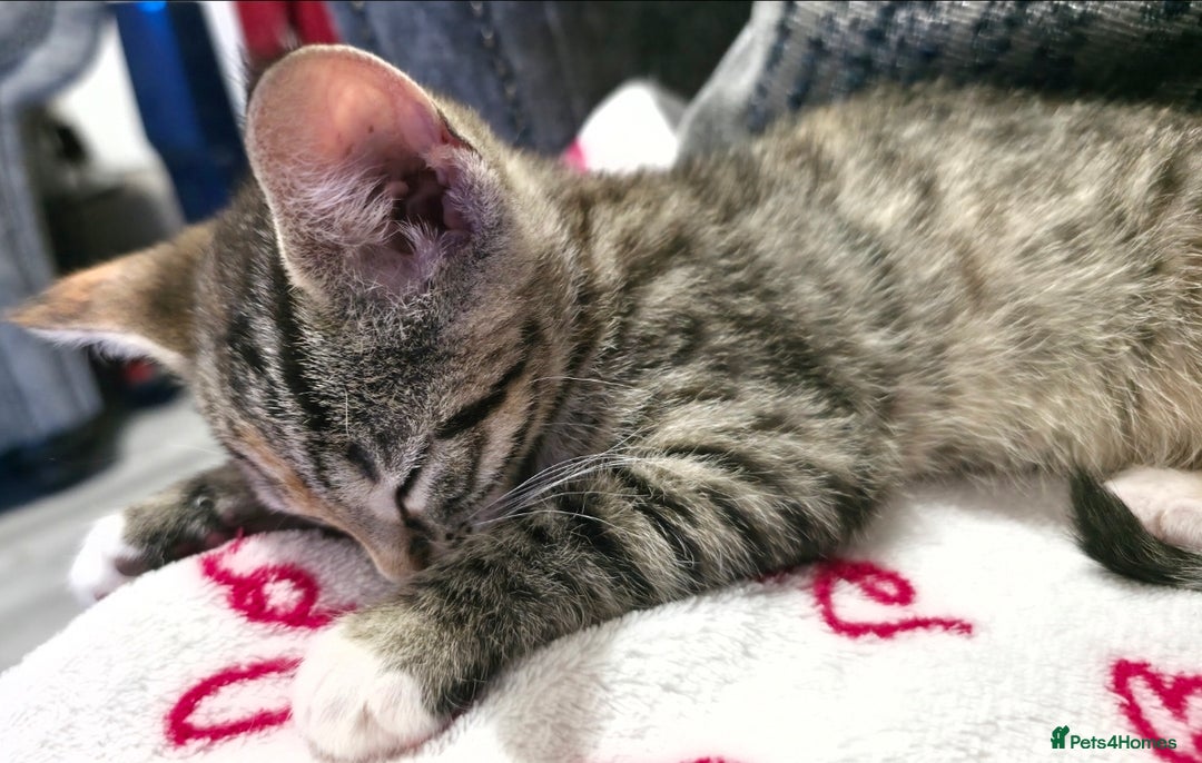 Mixed Breed cats for sale: Little Kitten Looking for a Loving Home! 💕 - Image 2