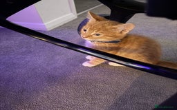 Domestic Shorthair cats for sale: Pumpkin - Image 3