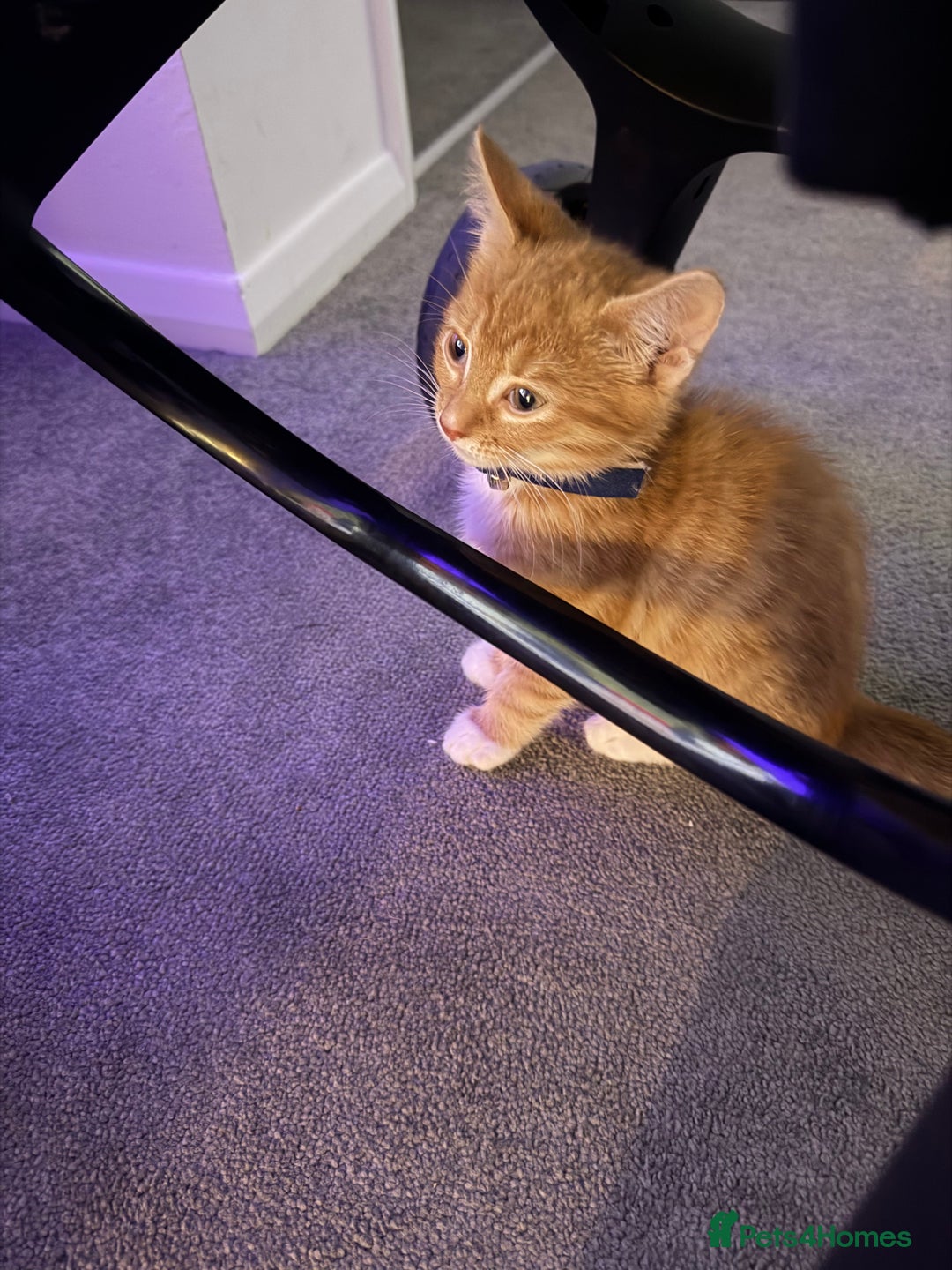 Domestic Shorthair cats for sale: Pumpkin - Image 3