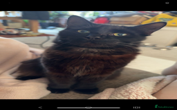 British Longhair cats for sale: Cats  - Advert 2