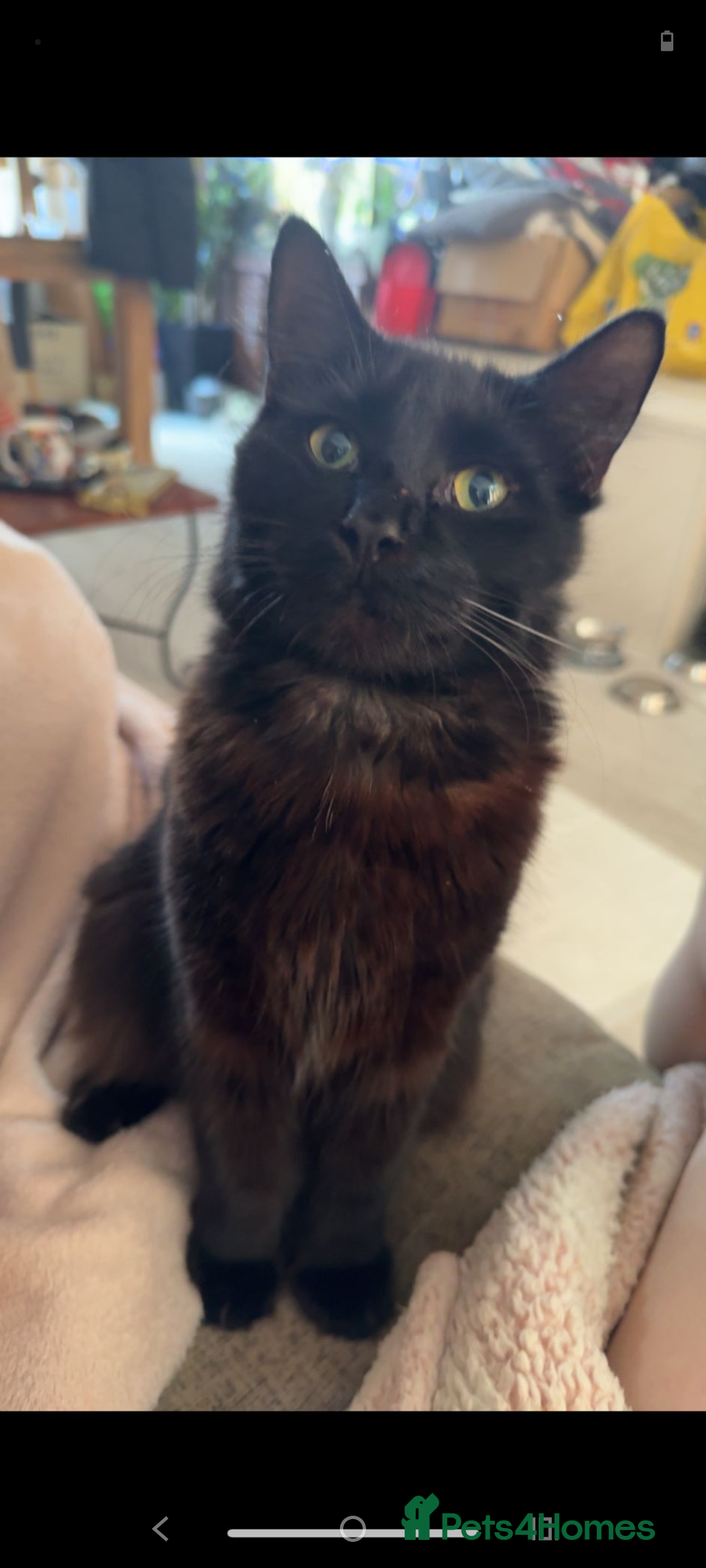 British Longhair cats for sale: Cats  - Advert 2