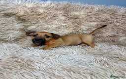 Jack Russell dogs for sale: Much Wenlock Mix Miniature Jack Russell Puppies - Image 11