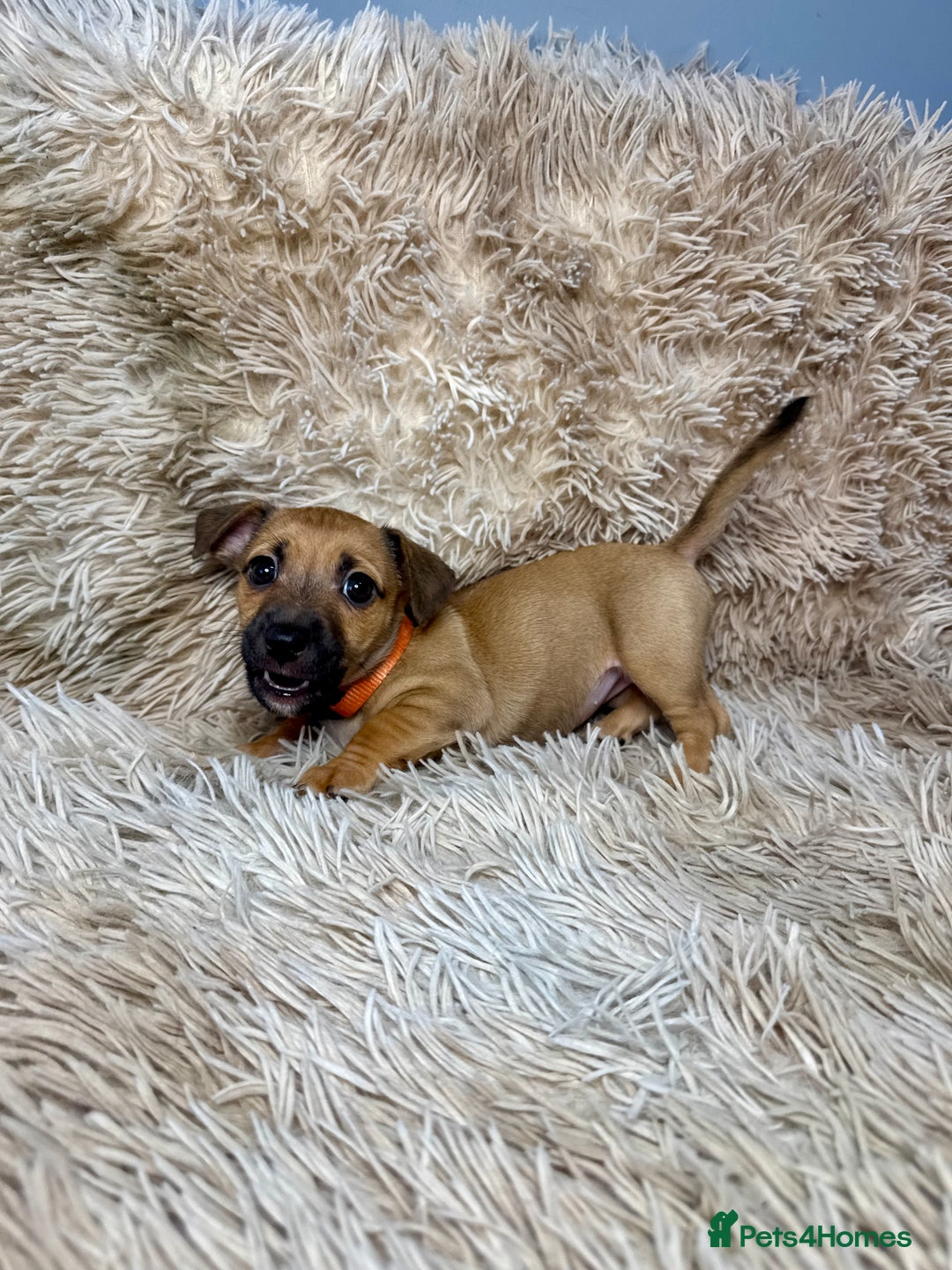 Jack Russell dogs for sale: Much Wenlock Mix Miniature Jack Russell Puppies - Image 11