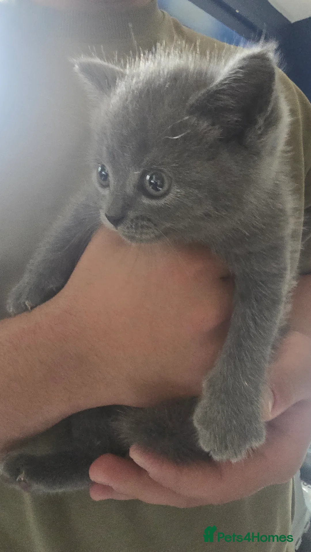 British Shorthair cats for sale: BSH x BLH - Advert 2
