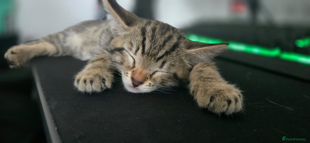 Bengal cats for sale: Beautiful Bengal Boy - Image 2