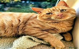 Mixed Breed cats for adoption: ORLANDO - Image 3