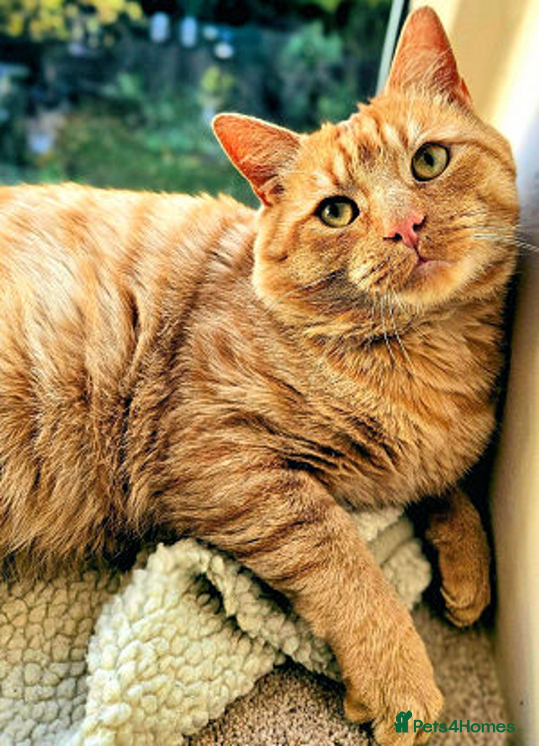 Mixed Breed cats for adoption: ORLANDO - Image 3